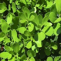Ilex glabra 'Chamzin'