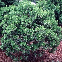 Ilex glabra 'Shamrock'