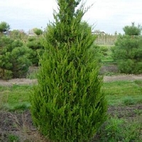 Juniperus chinensis 'Spartan'