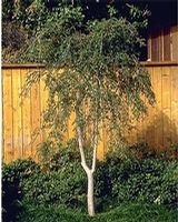 Ilex vomitoria 'Pride of Houston'