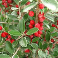 Ilex vomitoria 'Pride of Houston'
