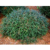 Ilex vomitoria 'Nana'