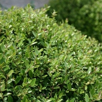 Ilex vomitoria 'Gremicr'