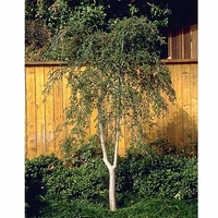 Ilex vomitoria 'Pendula'