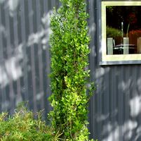 Ilex vomitoria 'Will Fleming'