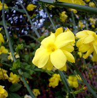 Jasminum primulinum (J.mesnyi)