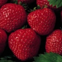 Fragaria x ananassa 'Allstar'