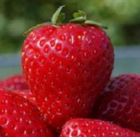 Fragaria x ananassa 'Red Chief'