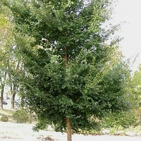 Ulmus parviflora 'Emer II'