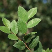 Ulmus parviflora 'Emerald Prairie'