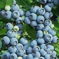 Vaccinium corymbosum 'Bluecrop'