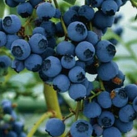 Vaccinium corymbosum 'Blueray'