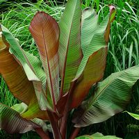 Ensete ventricosum 'Maurelii'