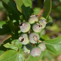Vaccinium corymbosum 'Jersey'