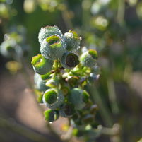 Vaccinium corymbosum 'Chippewa'