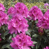 Rhododendron 'Anah Kruschke'
