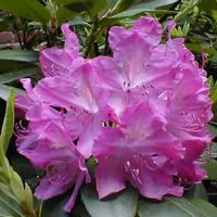 Rhododendron 'Roseum Pink'