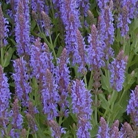 Salvia 'Blue Hill'