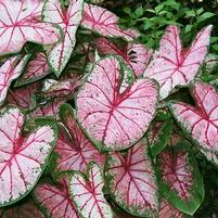 Caladium 'Apple Blossom'