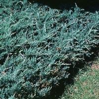 Juniperus horizontalis 'Bar Harbor'