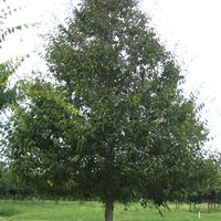Ulmus 'Homestead'