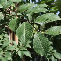 Ulmus 'Morton'
