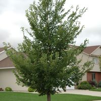 Ulmus japonica x pumila 'New Horizon'