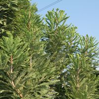 Taxodium distichum 'Peve Minaret'