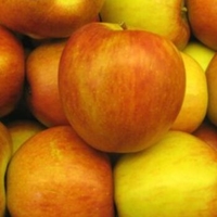 Malus 'Braeburn'
