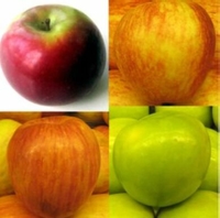 Malus 'Four Way'