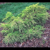 Juniperus chinensis 'Armstrong Aurea'