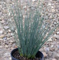 Juncus tenuis 'Blue Dart'