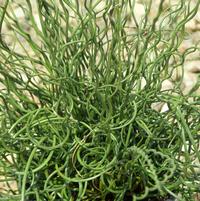 Juncus effusus 'Spiralis'