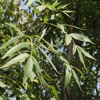 Fraxinus oxycarpa 'Raywood'