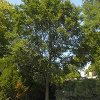 Ulmus 'Morton Glossy'