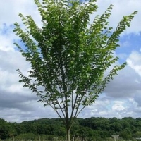 Ulmus americana 'Princeton'