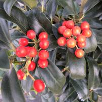 Ilex x 'Cherry Bomb'