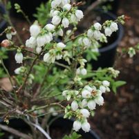 Vaccinium 'Top Hat'