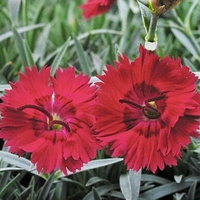 Dianthus 'Devon Xera'