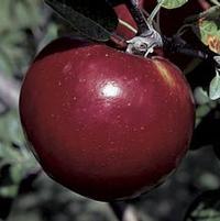 Malus 'Cortland'