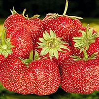 Fragaria x ananassa 'Jewel'