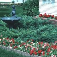 Juniperus horizontalis 'Hughes'