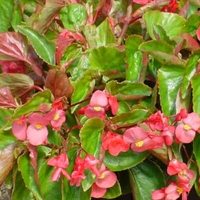 Begonia 'Dragon Wing' Pink