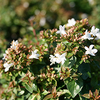 Abelia x grandiflora 'Rose Creek'