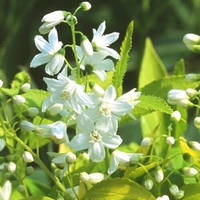 Deutzia gracilis 'Duncan'