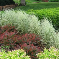 Calamagrostis x acutiflora 'Overdam'