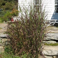 Panicum virgatum 'Shenandoah'