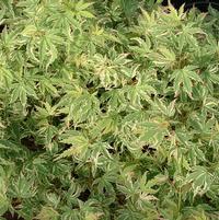 Acer palmatum 'Butterfly'
