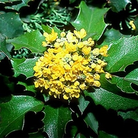 Mahonia bealei