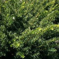 Taxus x media 'Everlow'